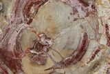 Polished Petrified Wood (Araucaria) Round - Madagascar #355311-1